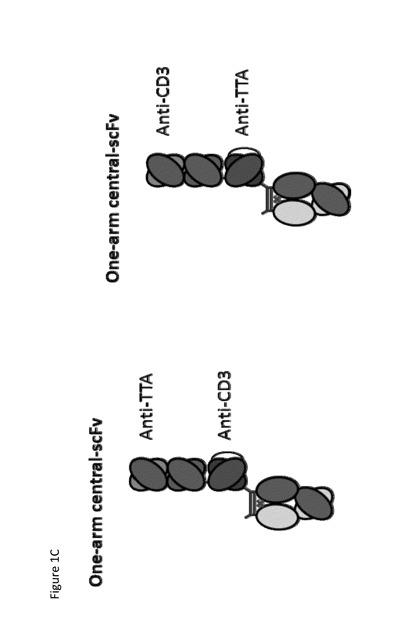 Heterodimeric antibodies that bind cd3 and tumor antigens