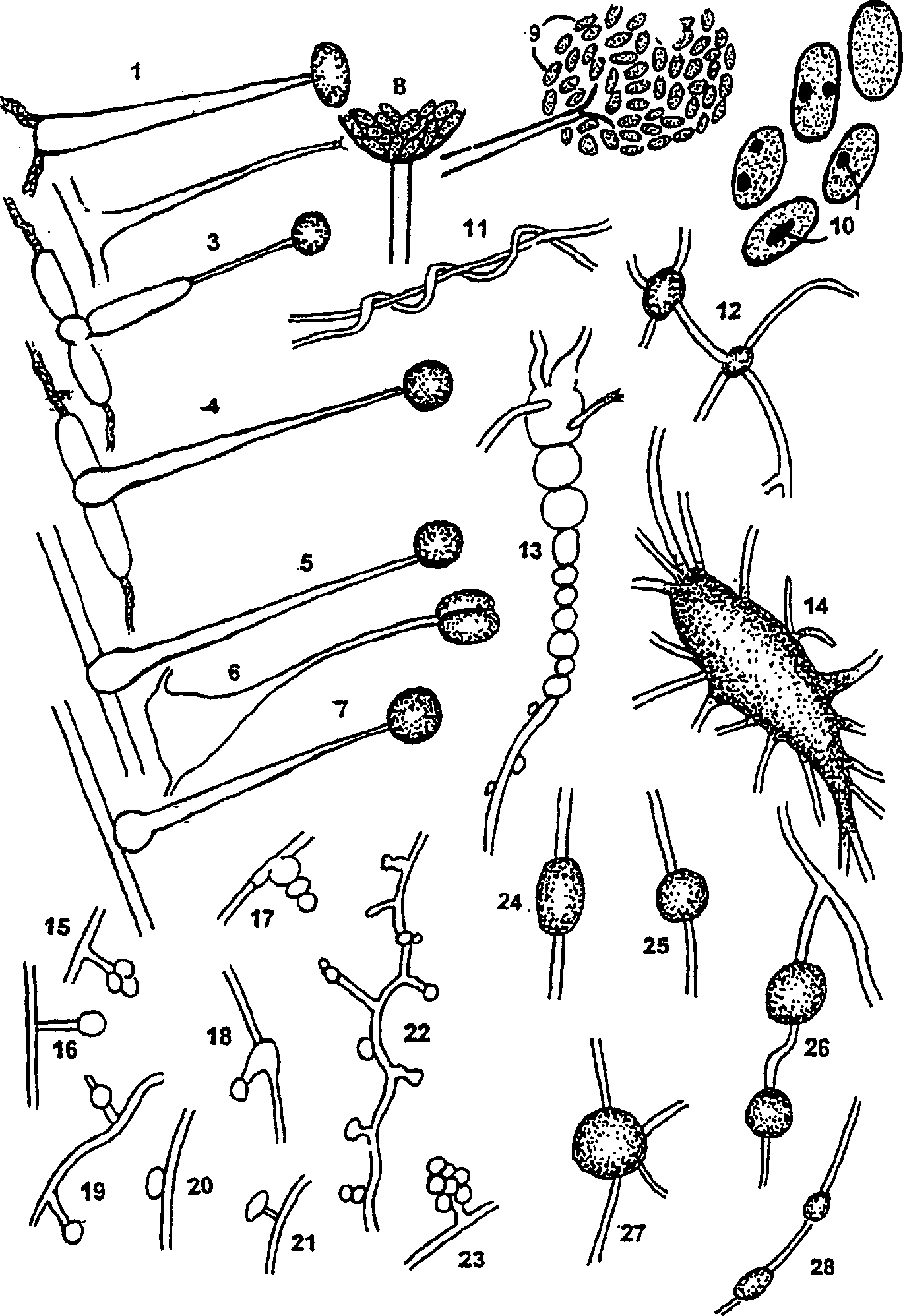 Microbial process for preparing pravastatin