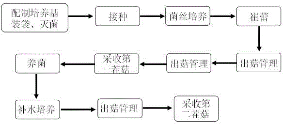 Novel medium for cultivating pleurotus ostreatus and method for cultivating pleurotus ostreatus by using novel medium