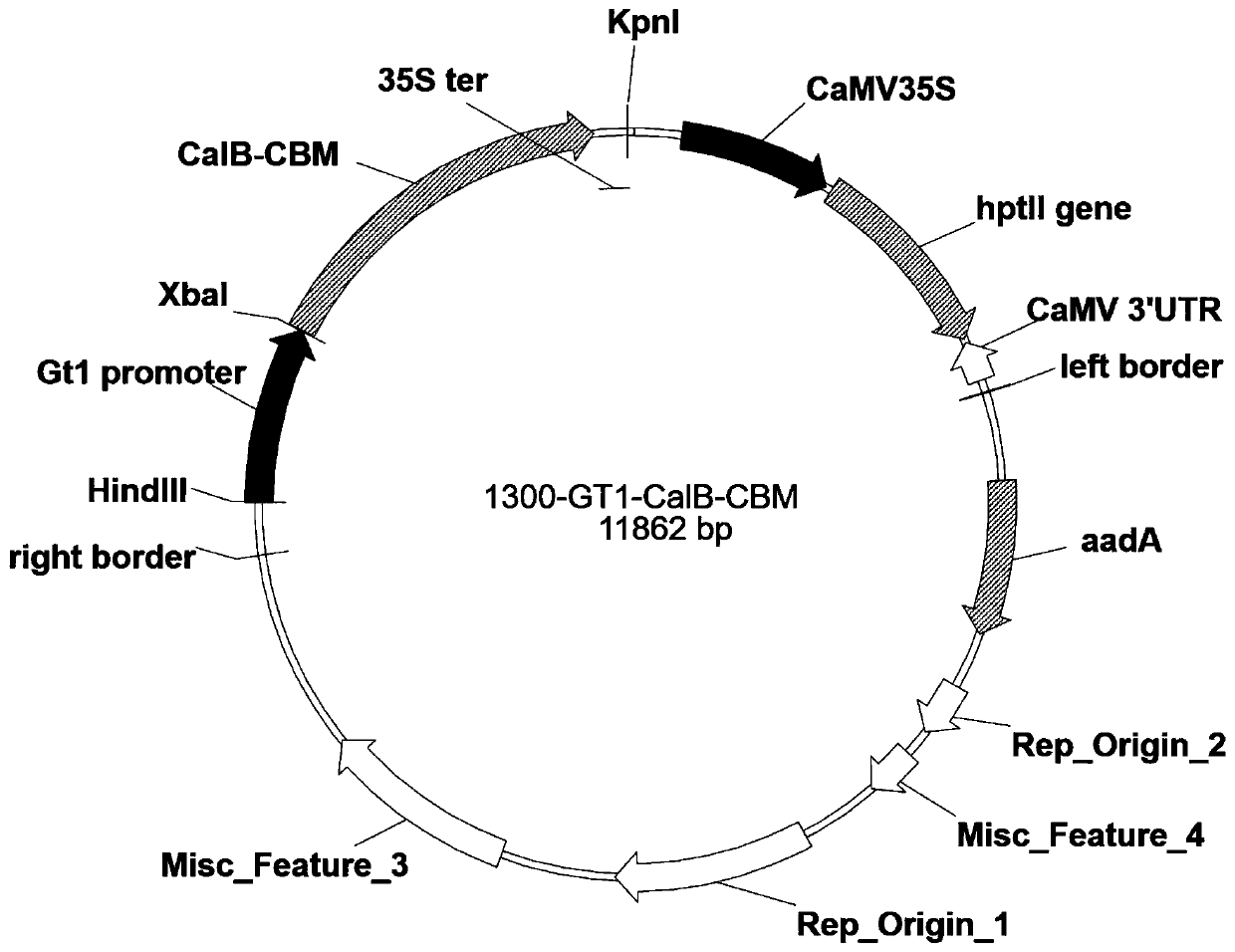 A kind of immobilization method of lipase