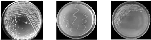 Heavy metal-resistant plant growth-promoting strain and application thereof