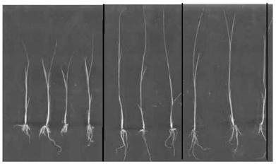 Heavy metal-resistant plant growth-promoting strain and application thereof