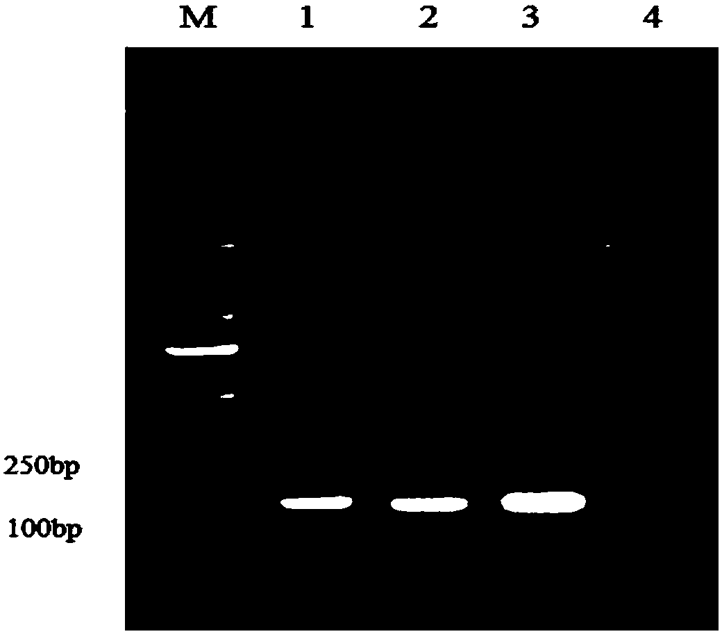 A kind of multiplex immunofluorescence analysis primer, kit and method for detecting chicken Marek's disease virus and chicken infectious anemia virus