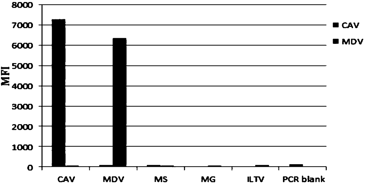 A kind of multiplex immunofluorescence analysis primer, kit and method for detecting chicken Marek's disease virus and chicken infectious anemia virus