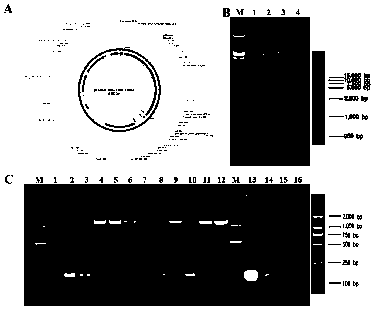 A kind of affinity chromatography purification method of placenta-like chondroitin sulfate a or derivatives thereof