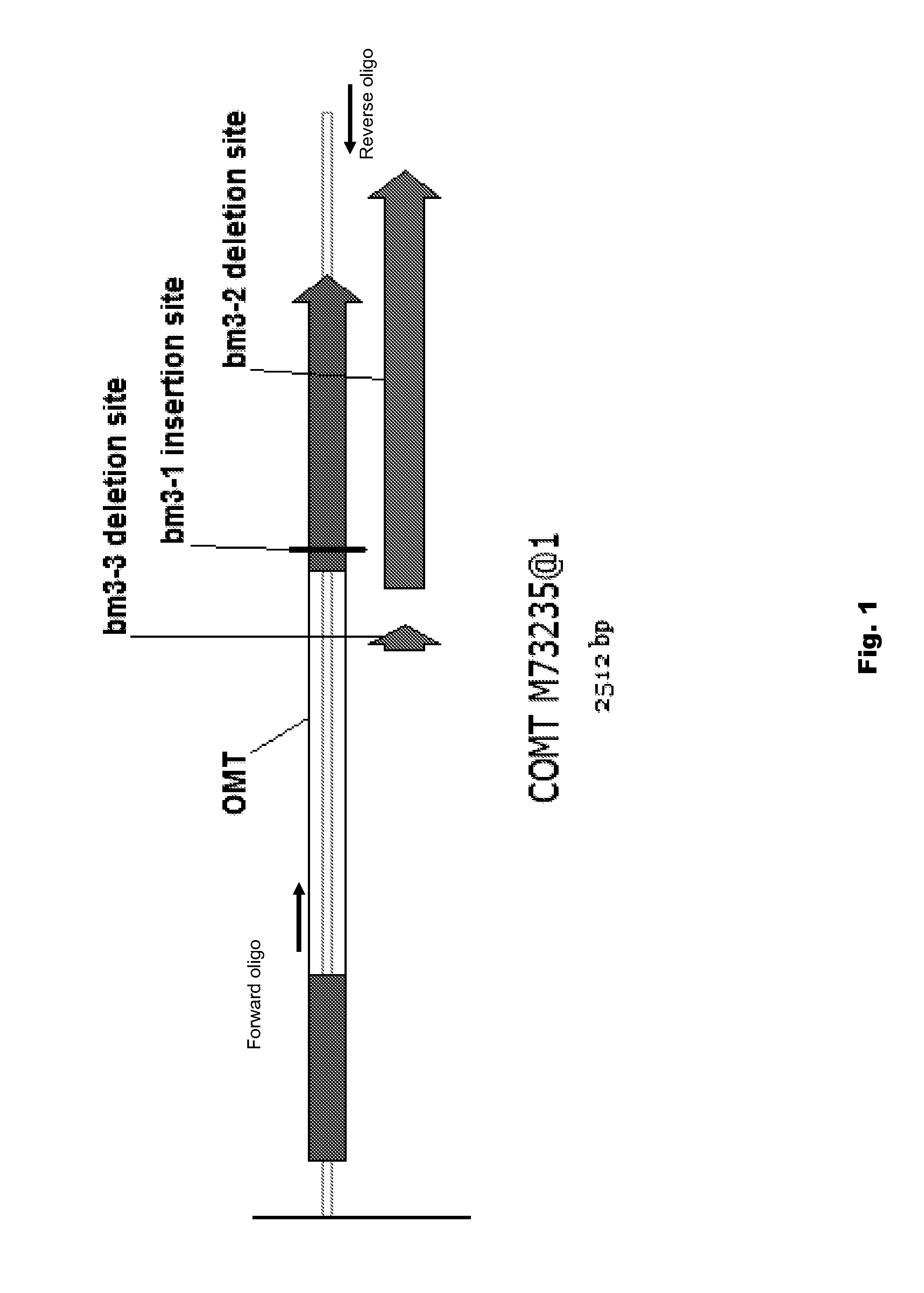 Use of brown midrib-3 gene specific markers in maize for trait introgression