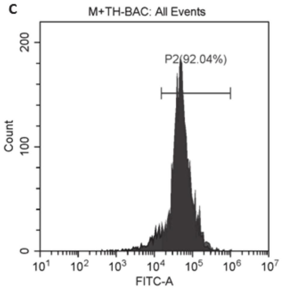 Phagocyte function detection method based on flow cytometry