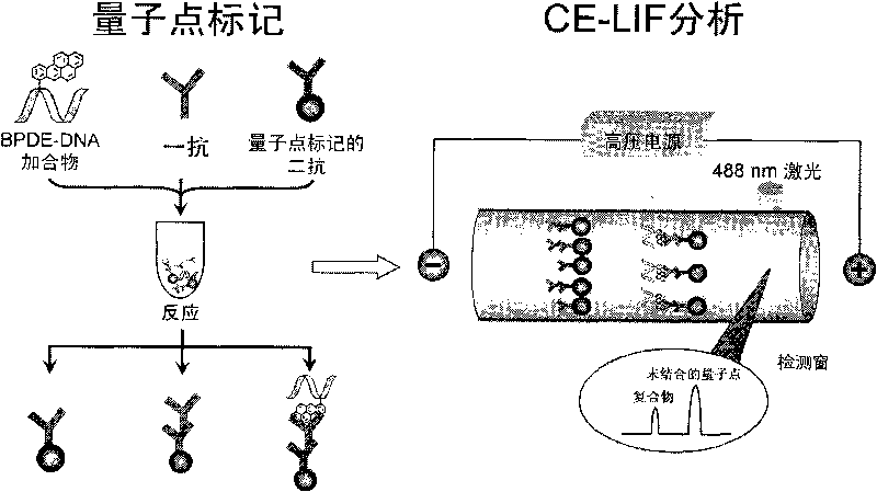 Method for analyzing quantum dot-enhanced high-sensitivity DNA adduct