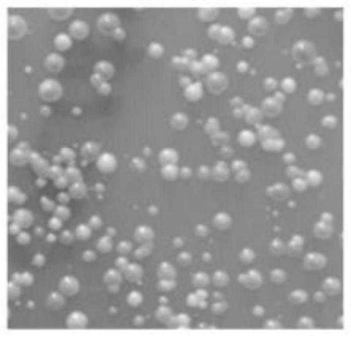 A method for rapid optimization of metabolic pathways in bacterial strains in vitro