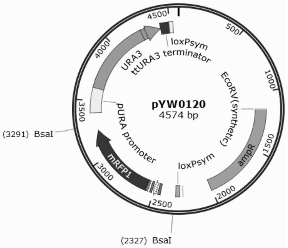 A method for rapid optimization of metabolic pathways in bacterial strains in vitro