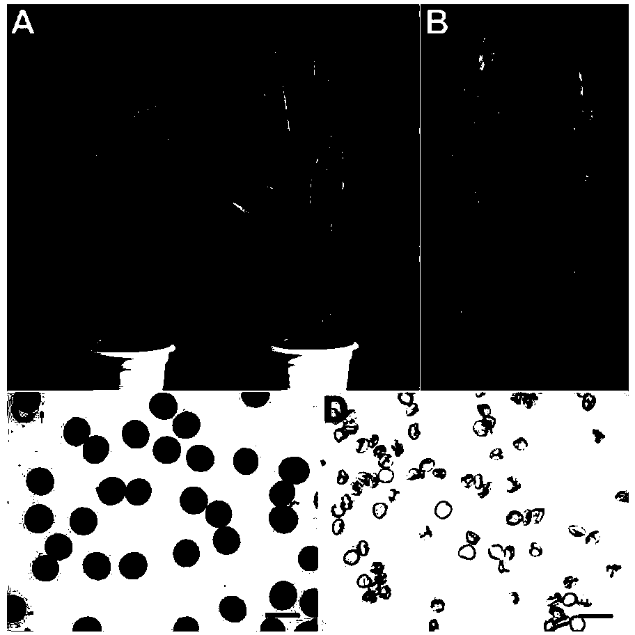 Application of OsMSH4 protein and coding gene thereof in regulating and controlling plant pollen fertility