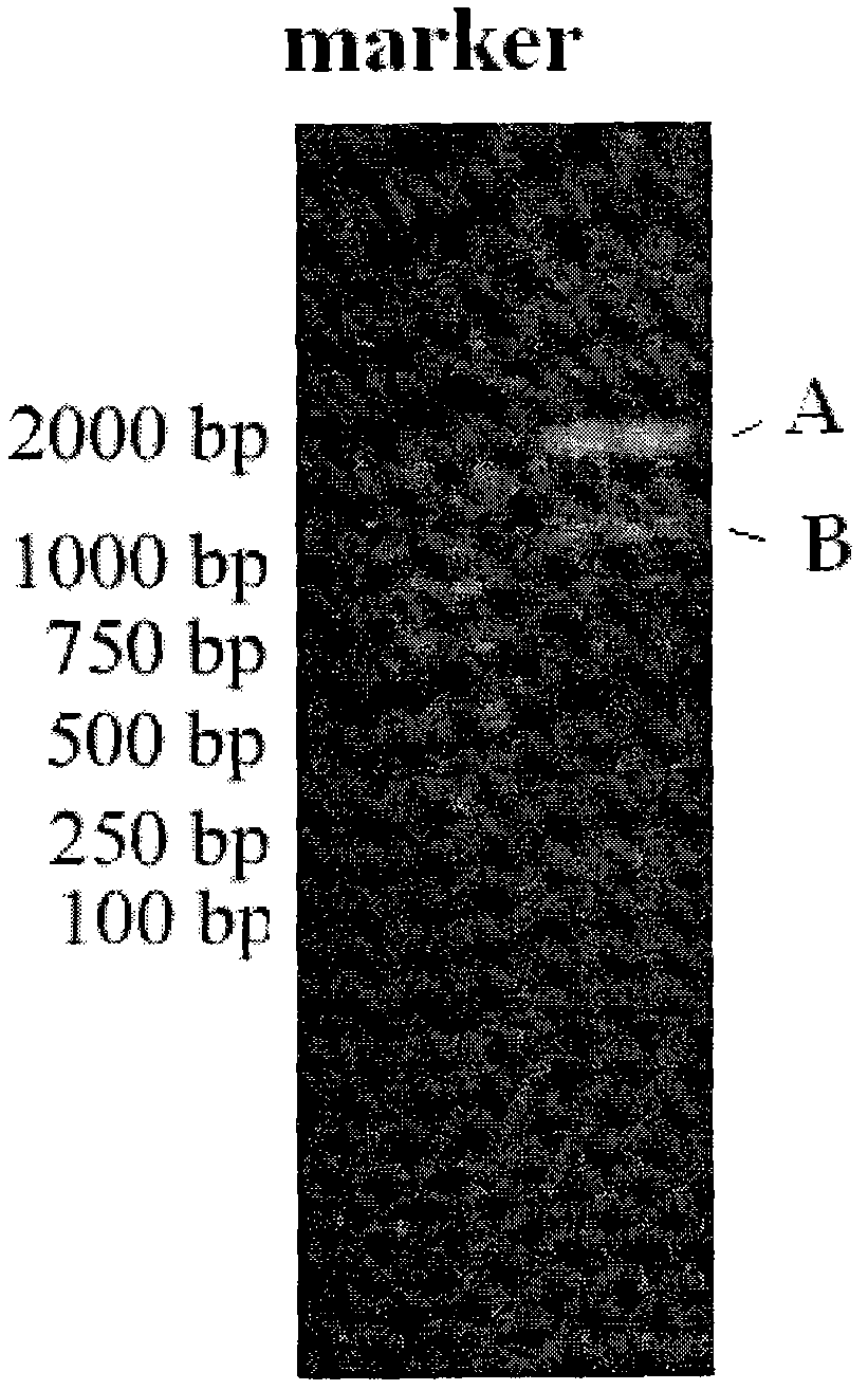 Application of biphenyl dioxygenase in degrading polychlorinated biphenyl