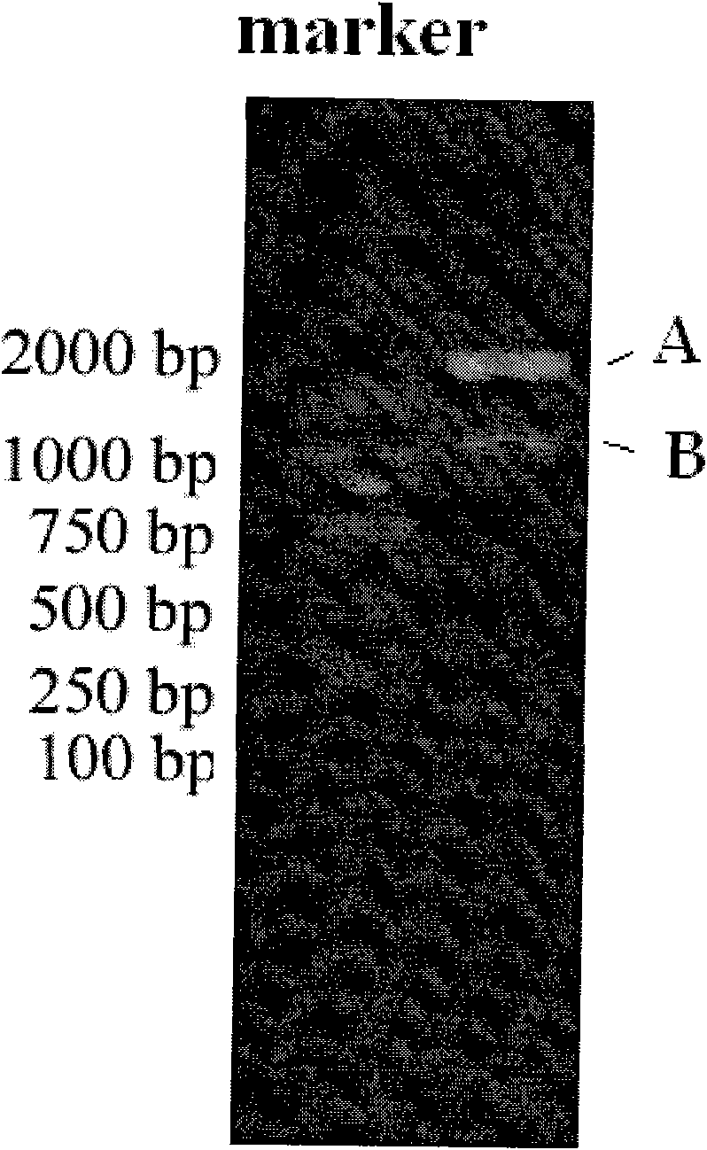 Application of biphenyl dioxygenase in degrading polychlorinated biphenyl