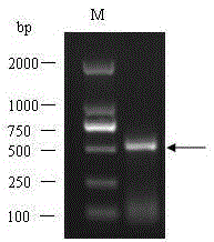 A screening method for plant-derived attractants based on tea geometrid odor-binding protein