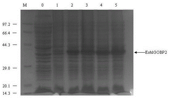 A screening method for plant-derived attractants based on tea geometrid odor-binding protein