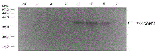 A screening method for plant-derived attractants based on tea geometrid odor-binding protein