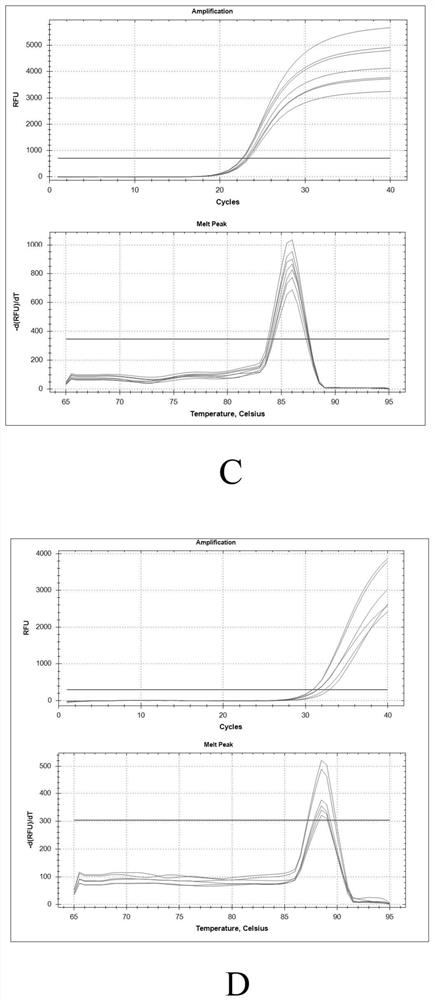 Primer, method and kit for carrying out multiple tandem PCR gene disc detection on leishmania spp