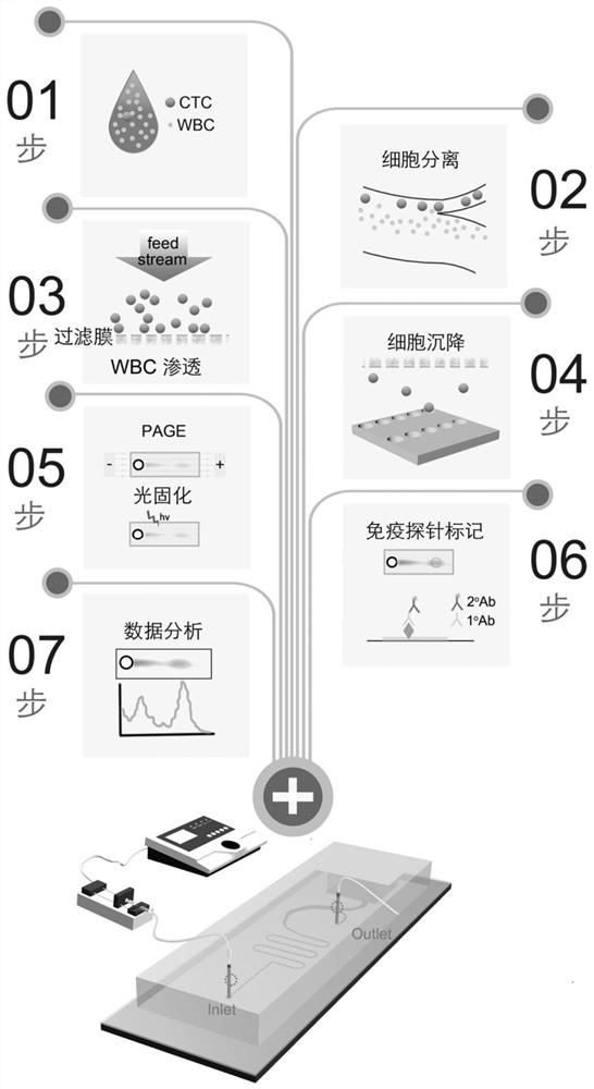 Micro-fluidic chip integrating circulating tumor cell separation and single cell immunoblotting