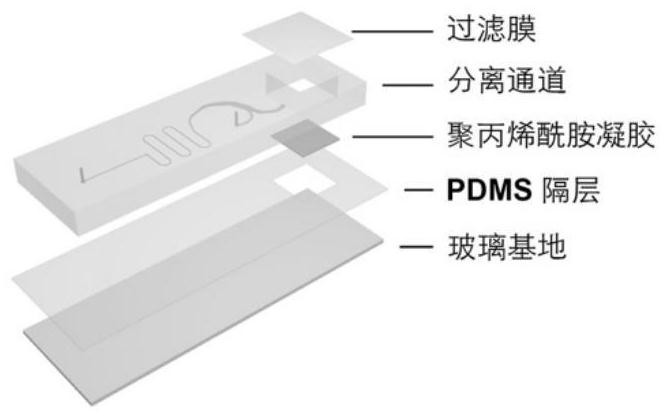 Micro-fluidic chip integrating circulating tumor cell separation and single cell immunoblotting