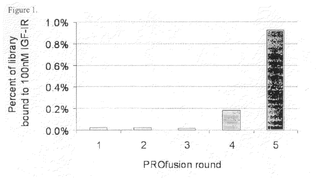 Targeted therapeutics based on engineered proteins for tyrosine kinases receptors, including IGF-IR