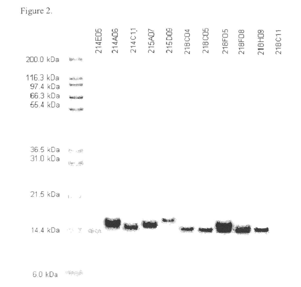 Targeted therapeutics based on engineered proteins for tyrosine kinases receptors, including IGF-IR