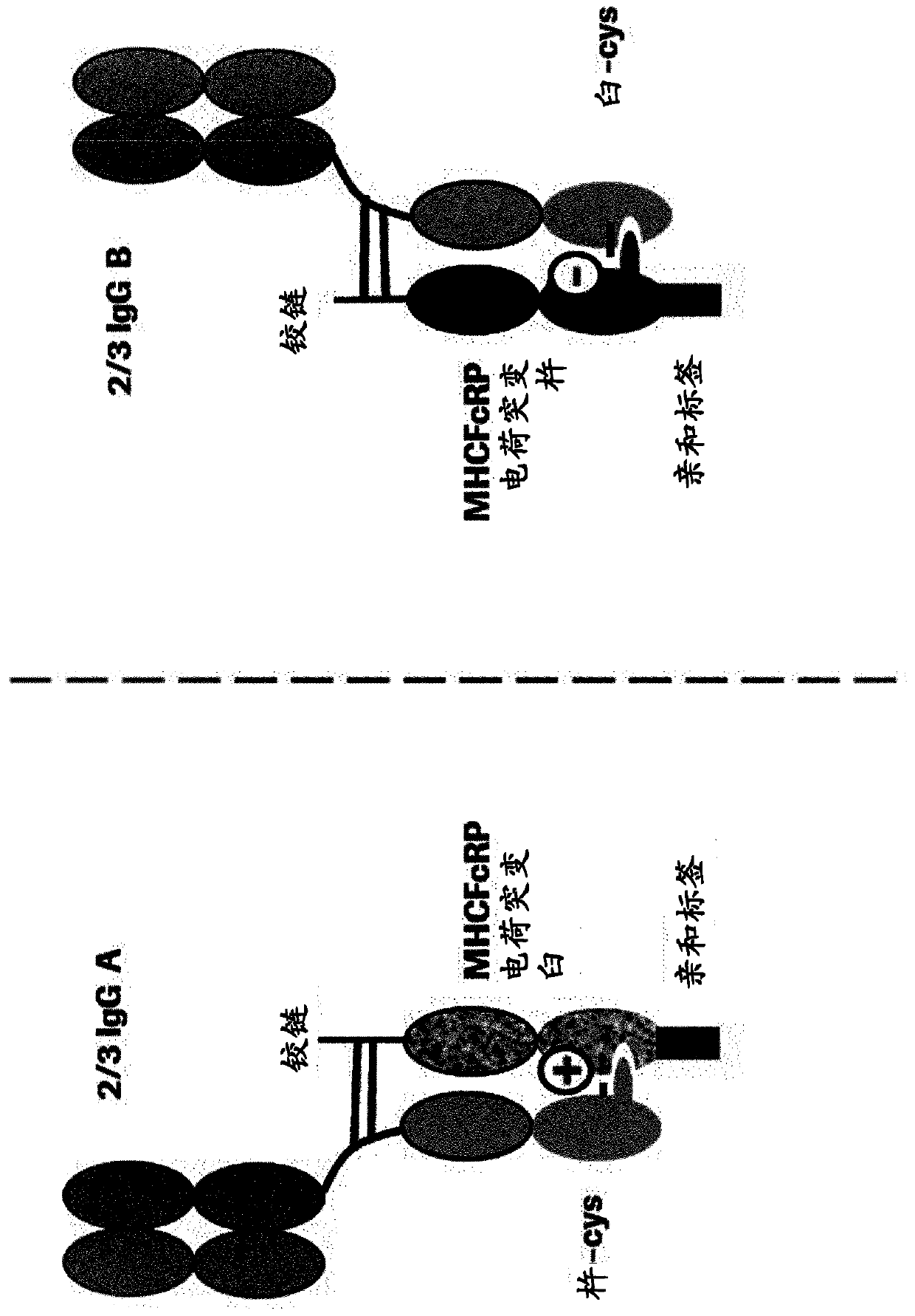 Method for in vivo generation of multispecific antibodies from monospecific antibodies