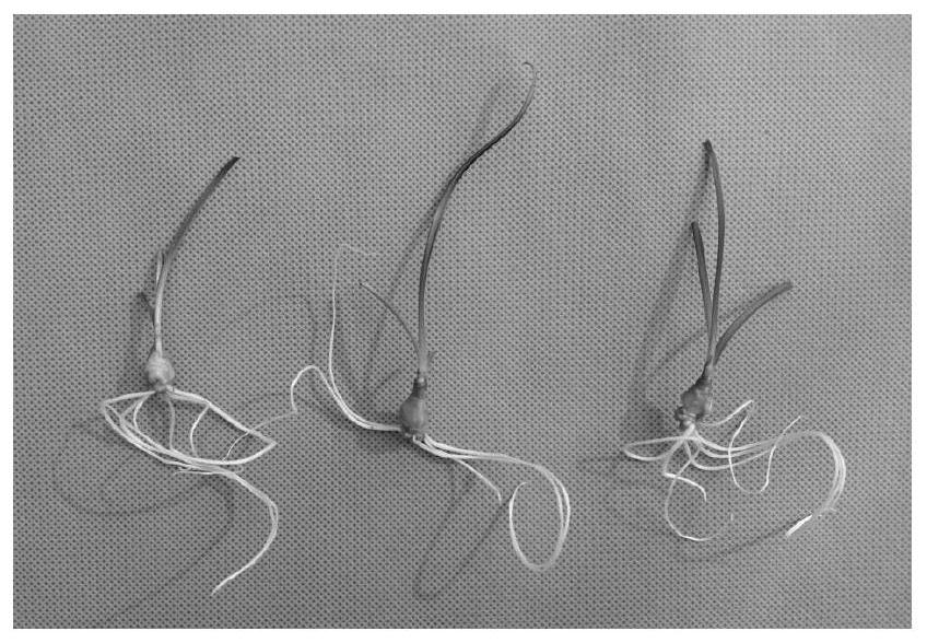 A rootless tissue culture method for Lycoris and a cultivation method for Lycoris