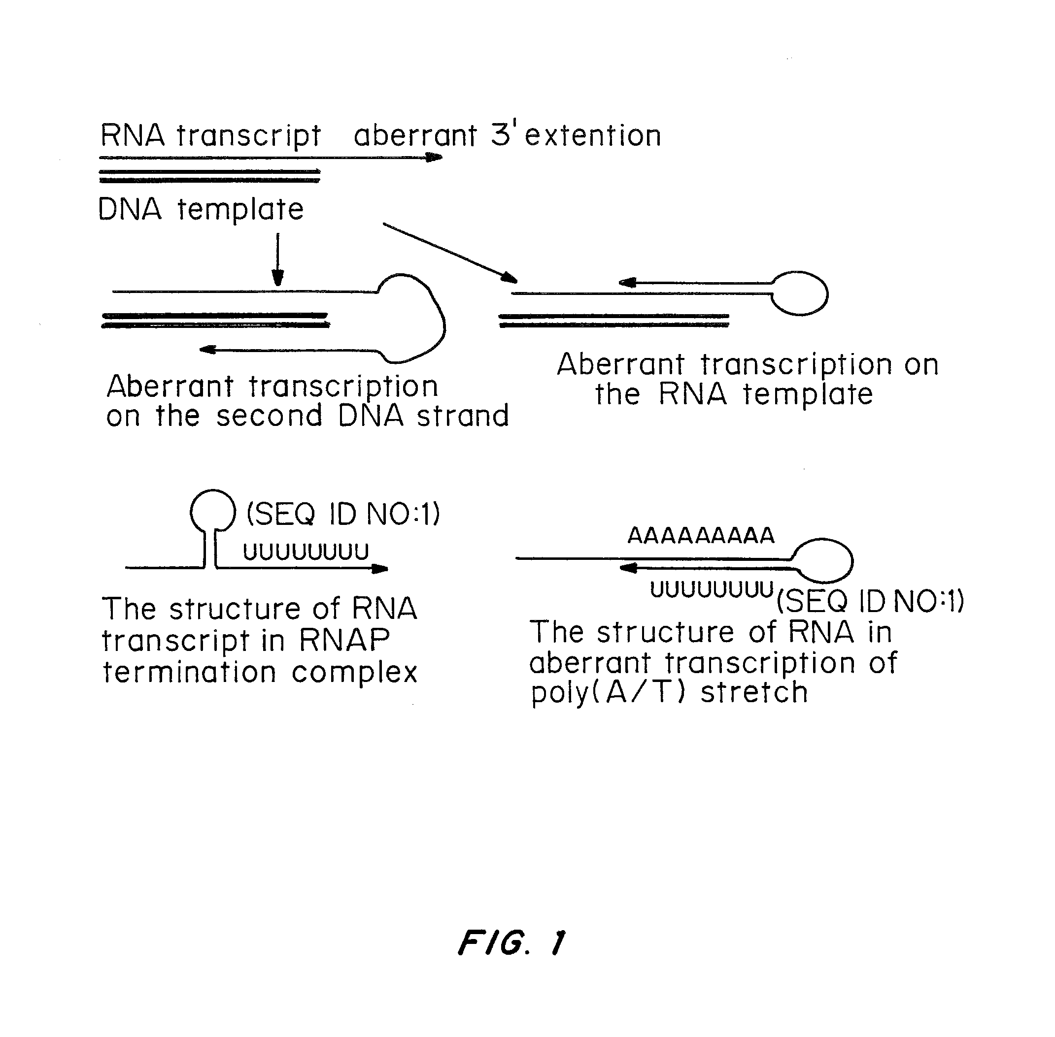 Cells prepared by transient transfection and methods of use thereof