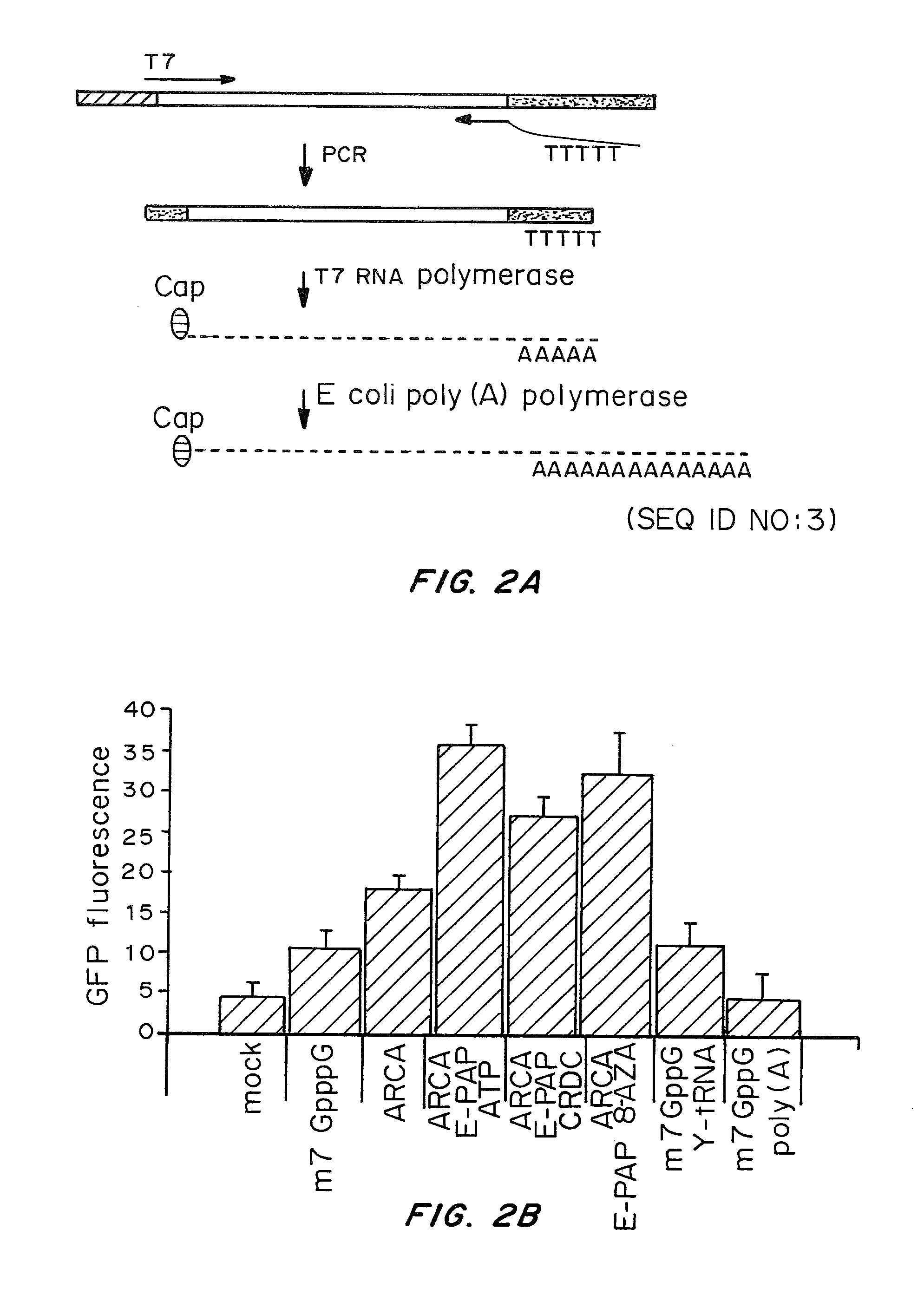 Cells prepared by transient transfection and methods of use thereof