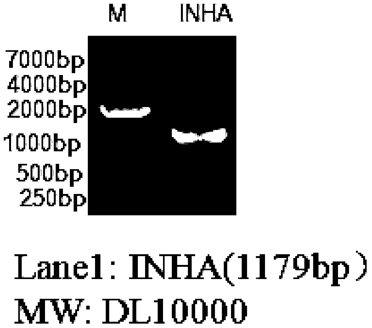 Nucleotide sequence of human inhibin A and recombinant expression method for human inhibin A