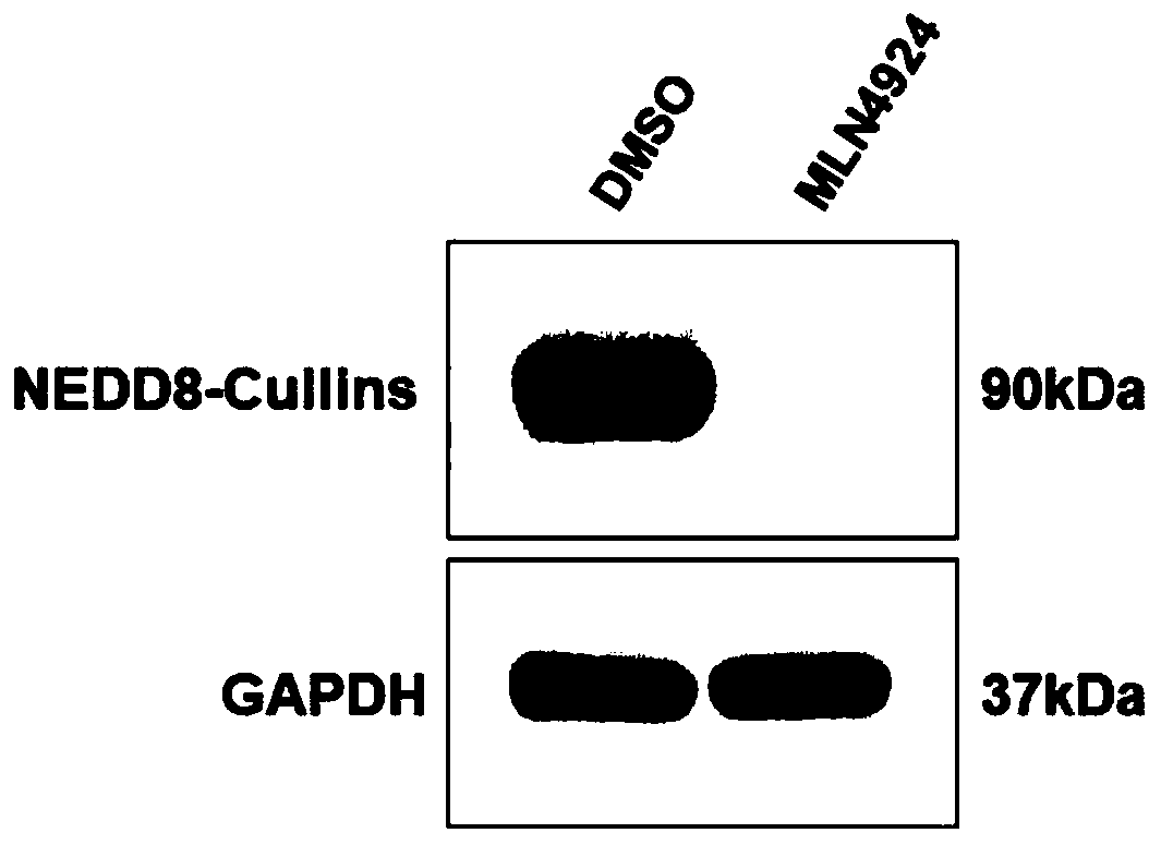 Application of small molecular compound MLN4924 in resisting to HBV by combining with IFN[alpha]