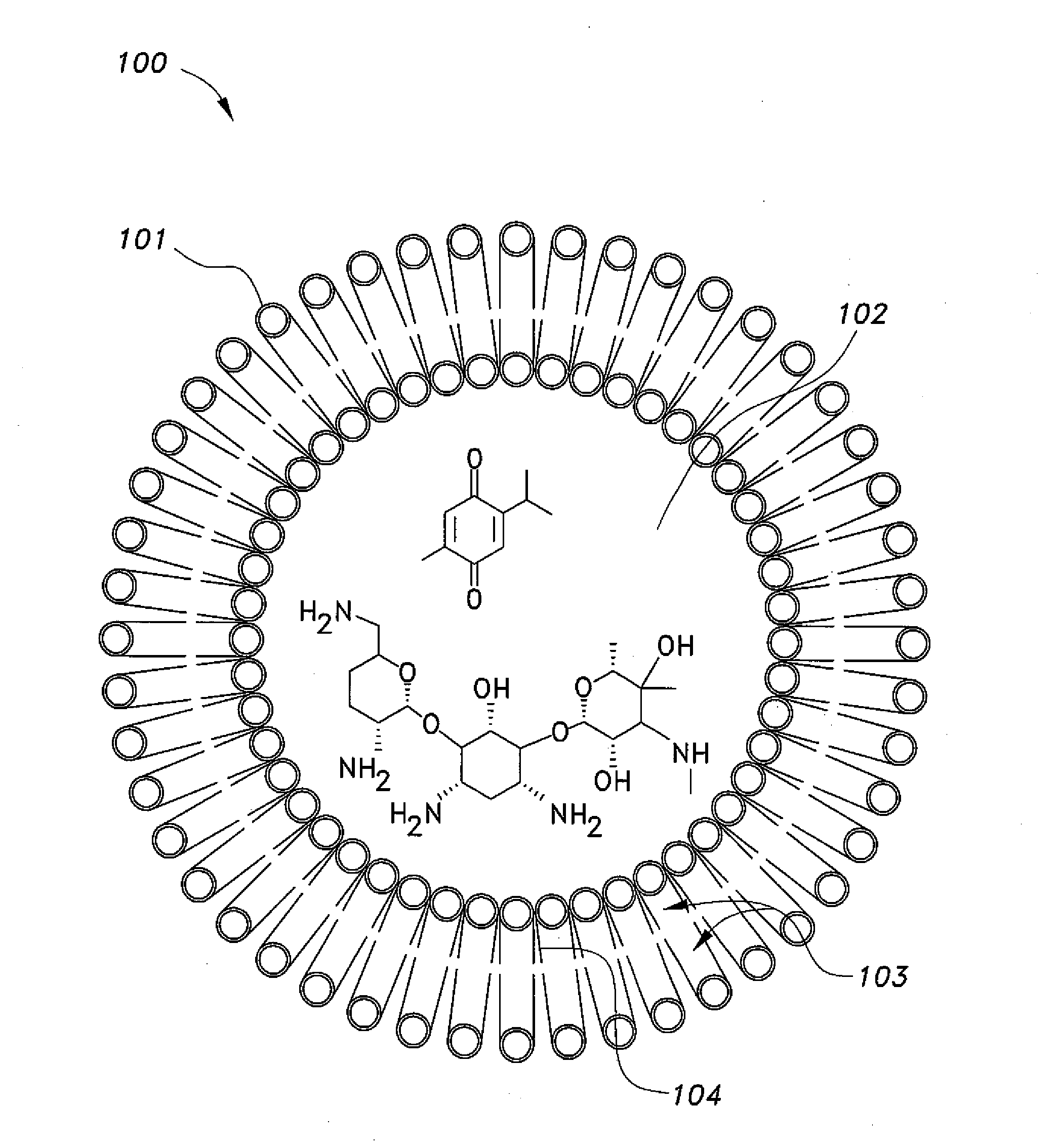 Nano-liposomal aminoglycoside-thymoquinone formulations