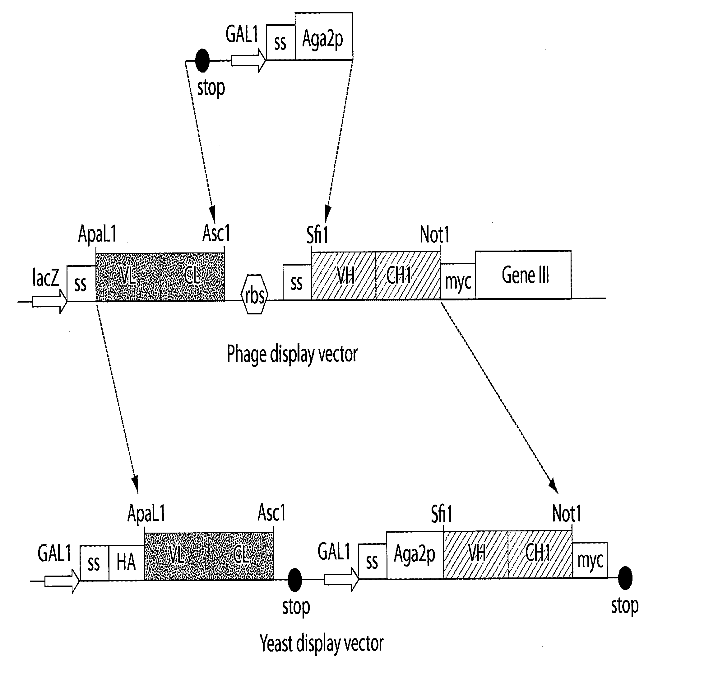 Multi-chain eukaryotic display vectors and uses thereof