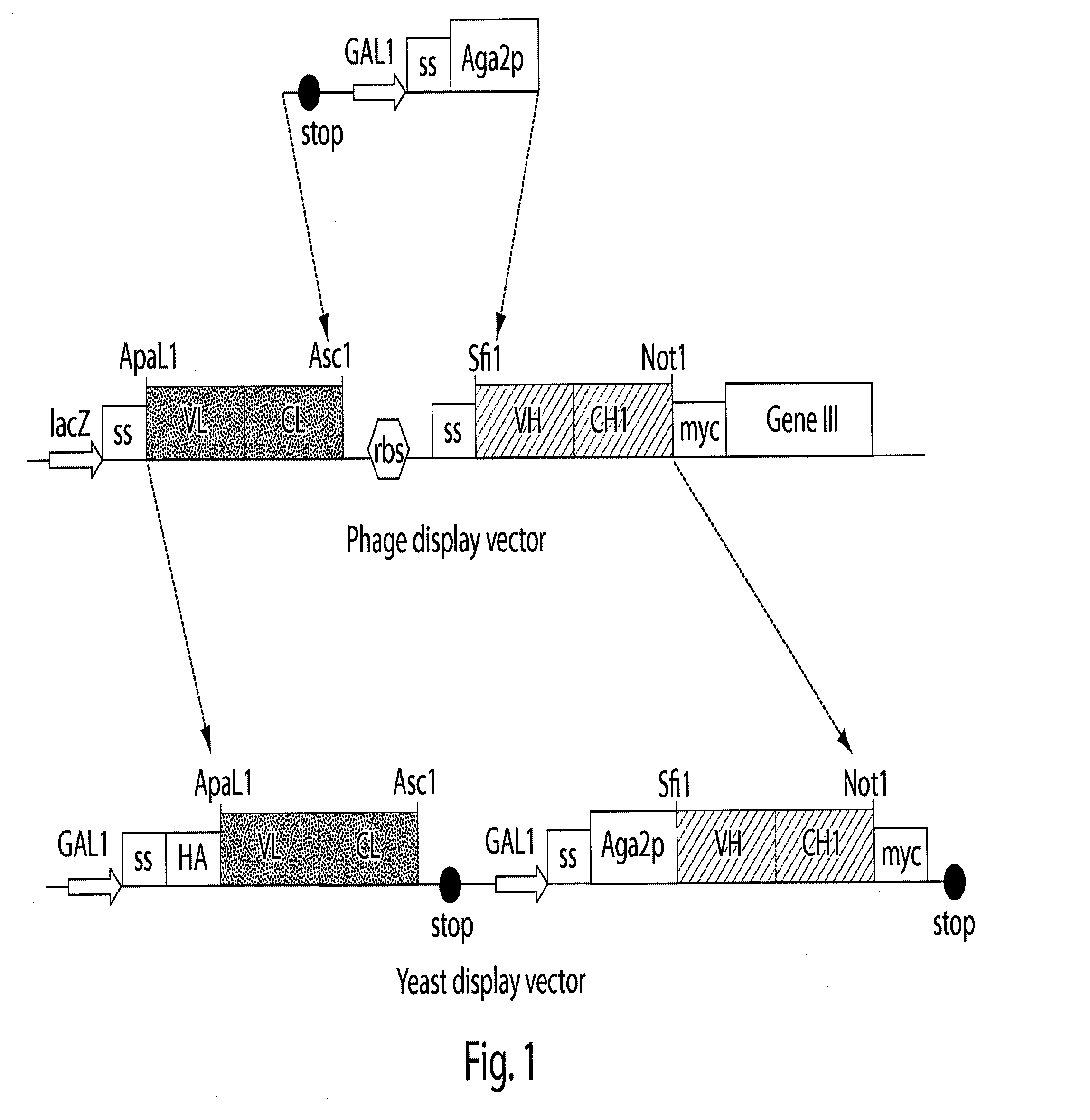 Multi-chain eukaryotic display vectors and uses thereof