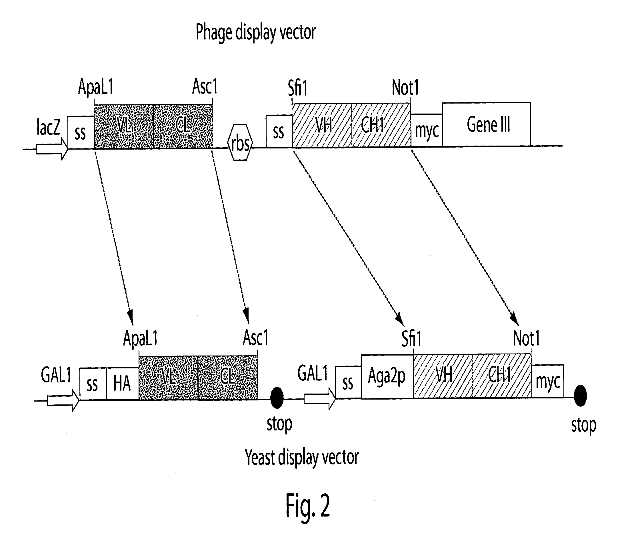 Multi-chain eukaryotic display vectors and uses thereof