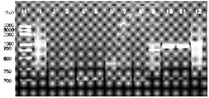 Soybean cyst nematode RNA helicase CGH-1, and coding gene and application thereof