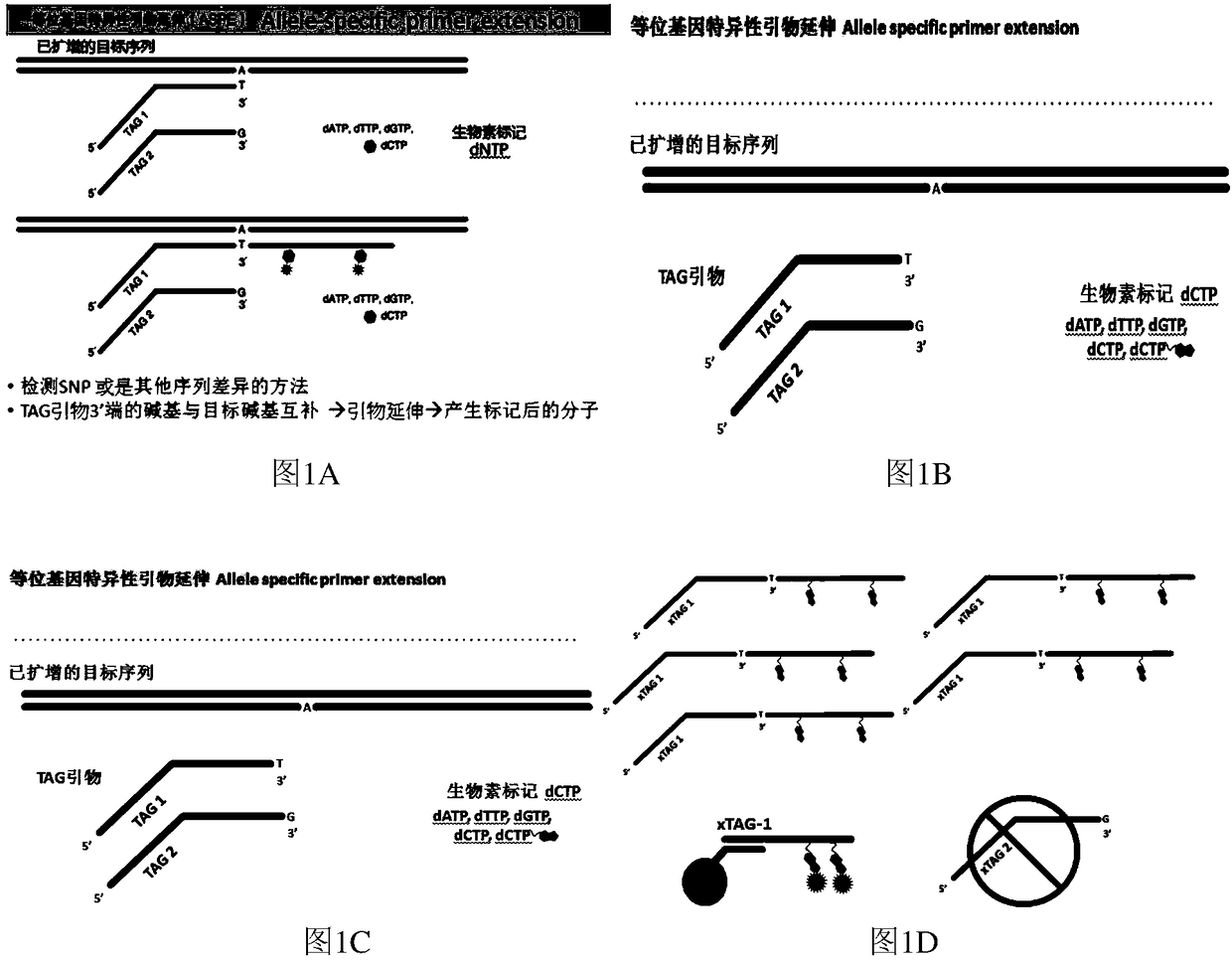 Specific primer and kit for detecting gene polymorphism of cardiovascular disease drugs by virtue of liquid-phase chip technique