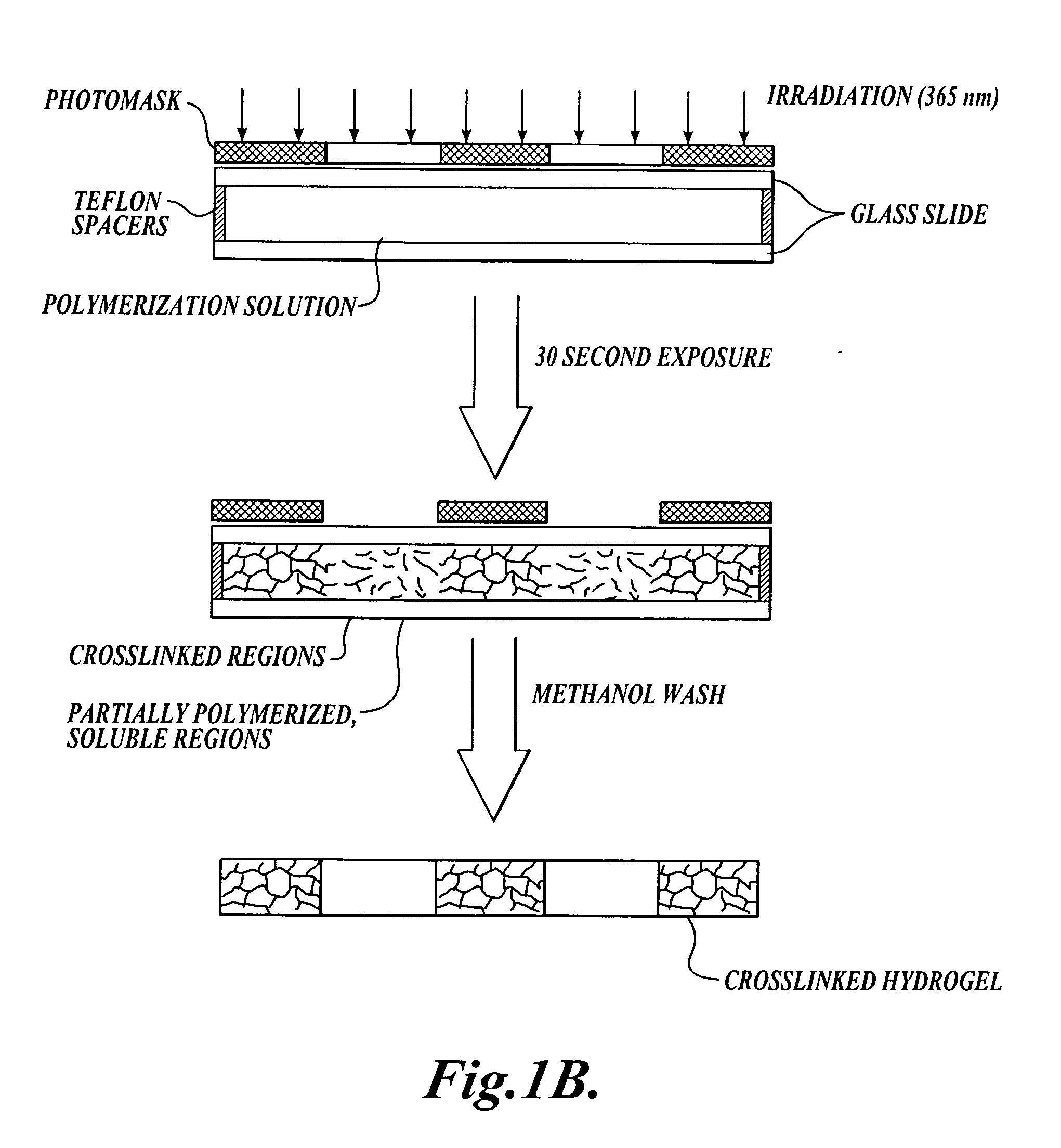 Methods for photopatterning hydrogels