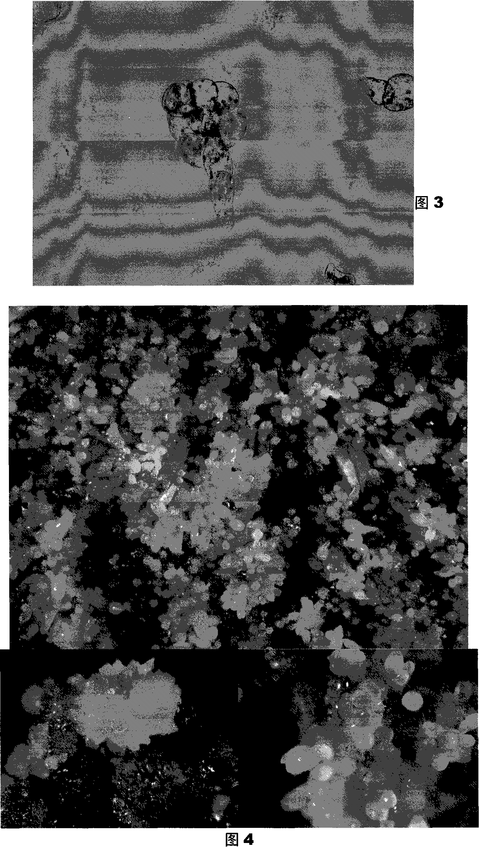 Solid and liquid alternated culture inducement crossbreeding Chinese tulip tree liquid suspend cell embryo high-frequency generating and regenerating method