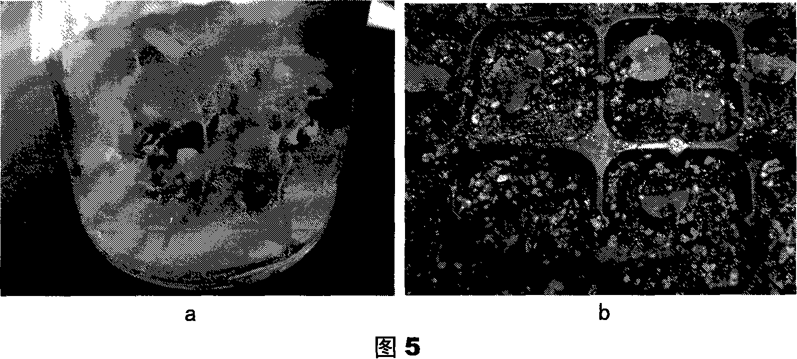 Solid and liquid alternated culture inducement crossbreeding Chinese tulip tree liquid suspend cell embryo high-frequency generating and regenerating method