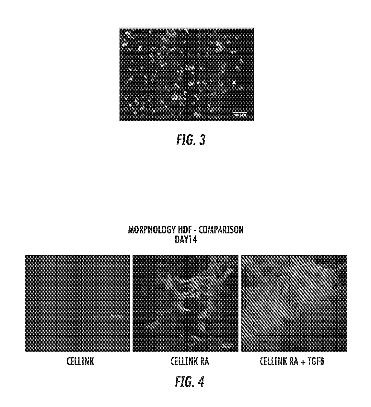 Preparation and applications of rgd conjugated polysaccharide bioinks with or without fibrin for 3D bioprinting of human skin with novel printing head for use as model for testing cosmetics and for transplantation