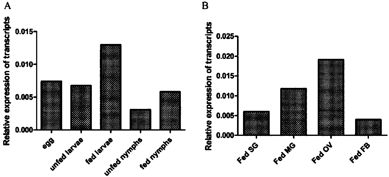 Rhipicephalus haemaphysaloides clathrin heavy-chain molecule and application thereof