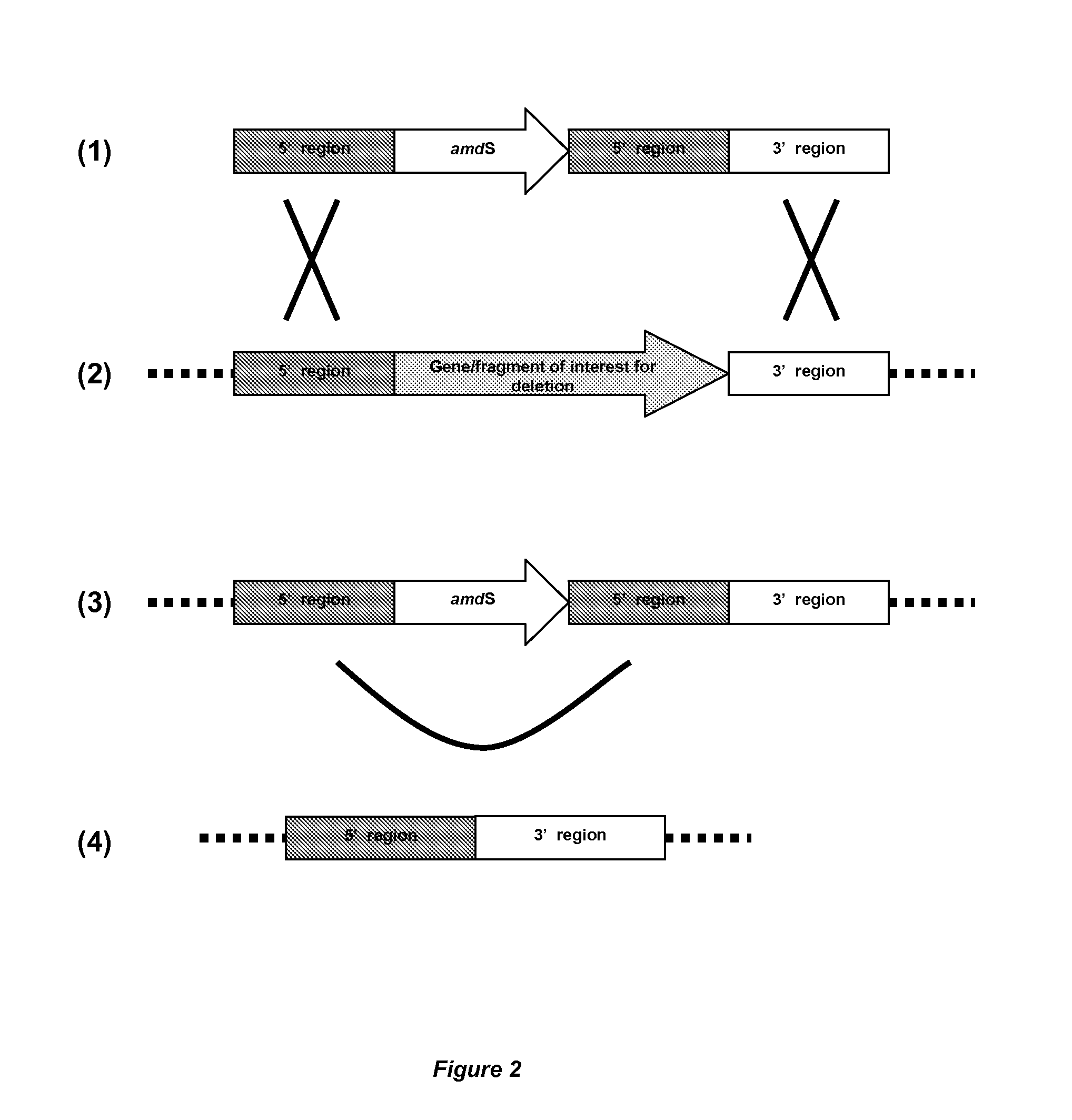 Method for the production of a compound of interest