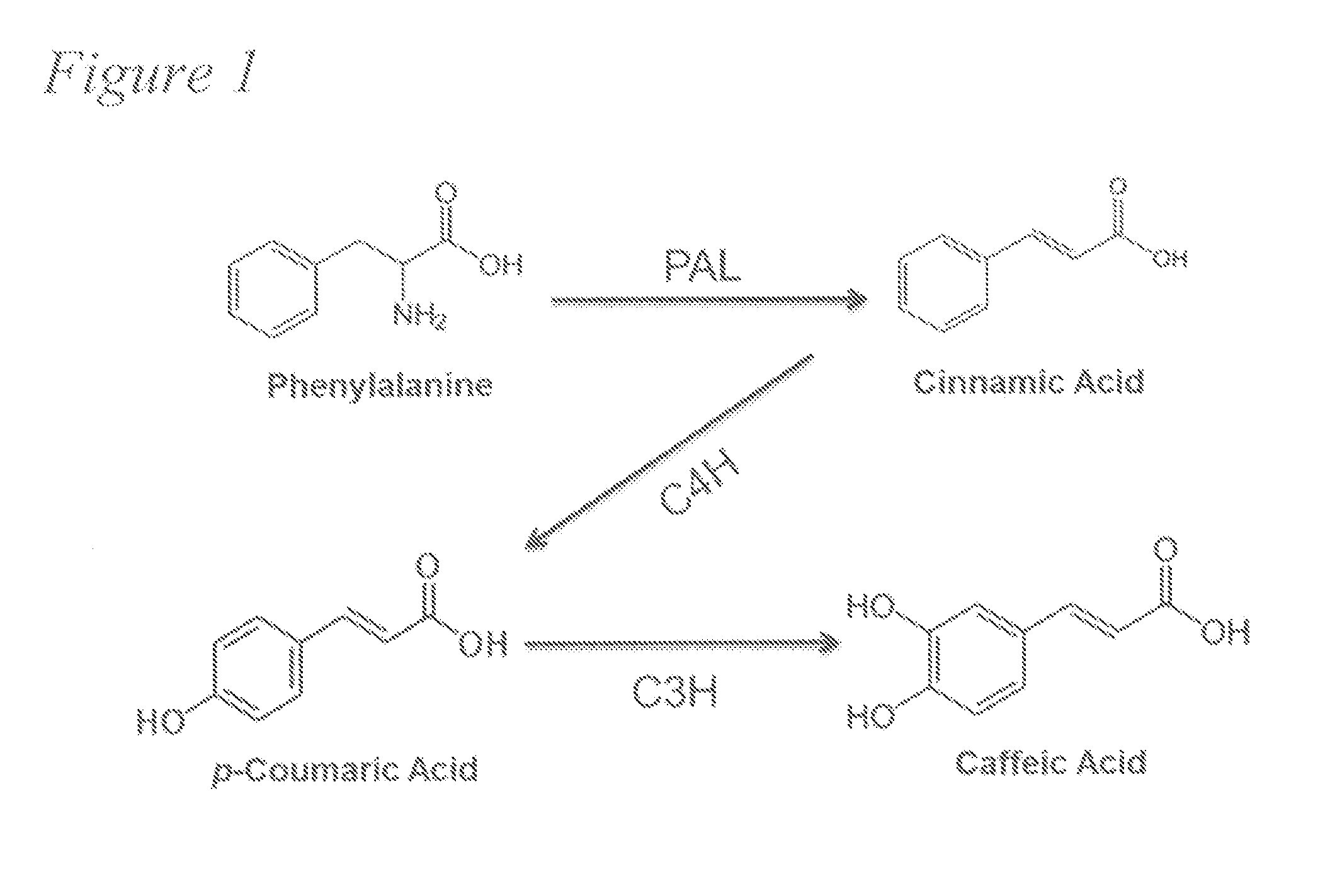 Biosynthesis of caffeic acid and caffeic acid derivatives by recombinant microorganisms