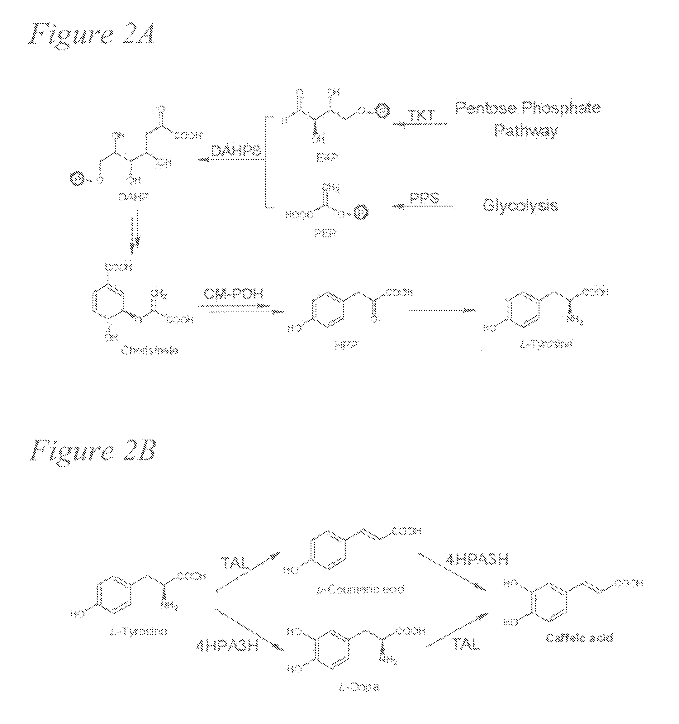 Biosynthesis of caffeic acid and caffeic acid derivatives by recombinant microorganisms