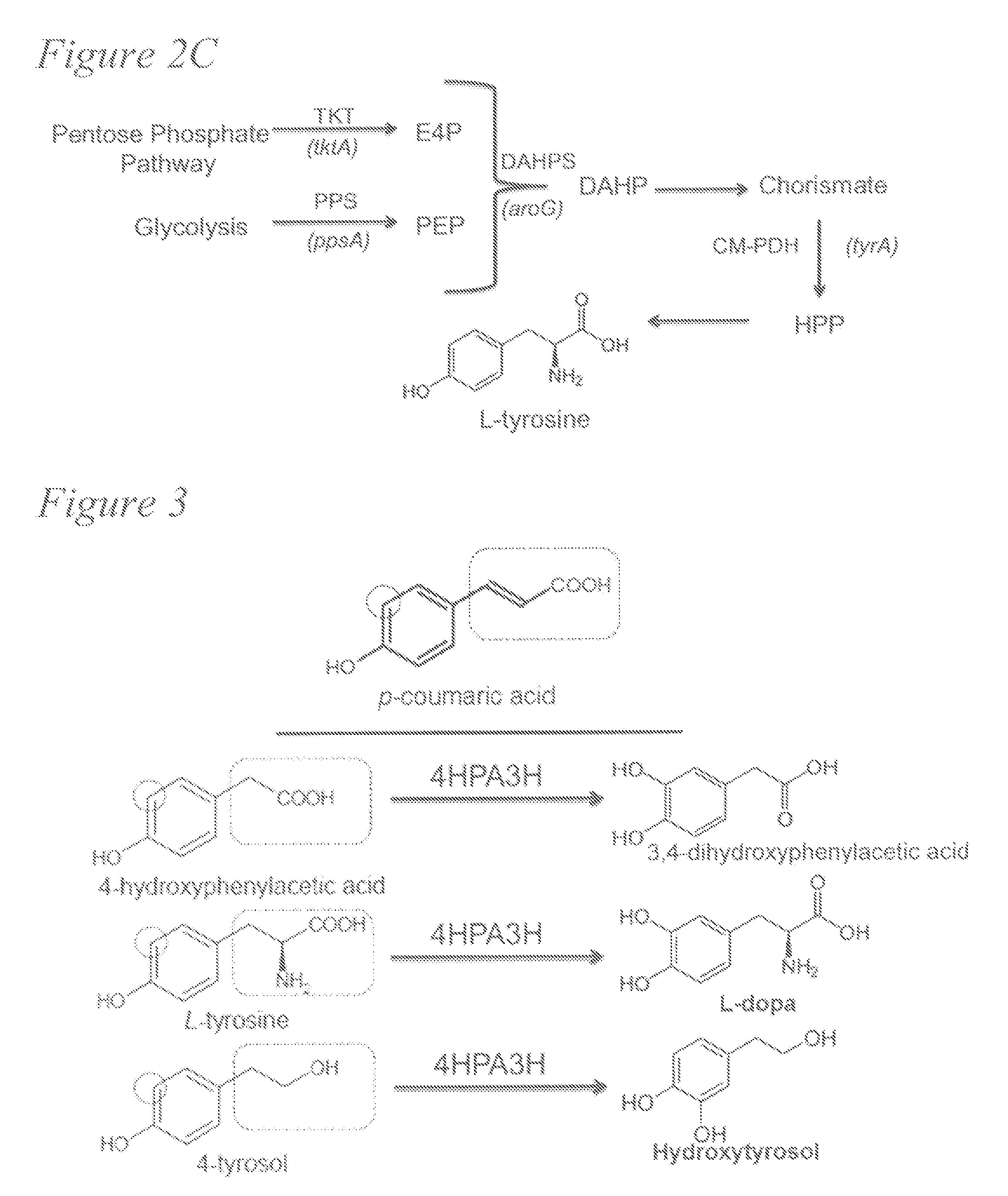 Biosynthesis of caffeic acid and caffeic acid derivatives by recombinant microorganisms