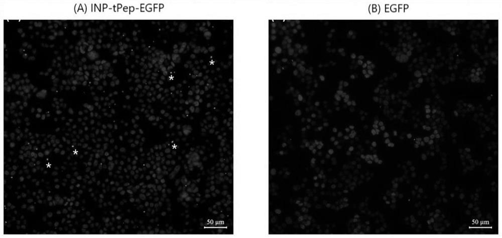 A recombinant fusion protein that specifically recognizes tumor cells and its application