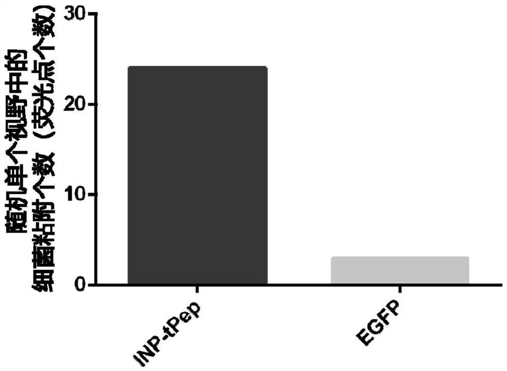 A recombinant fusion protein that specifically recognizes tumor cells and its application