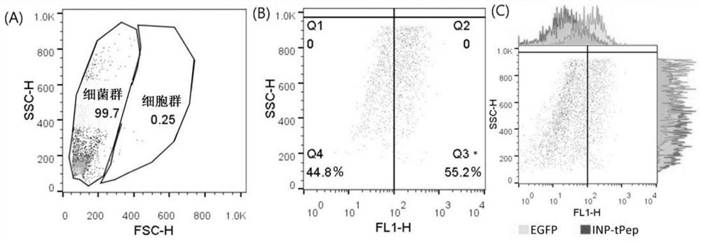 A recombinant fusion protein that specifically recognizes tumor cells and its application