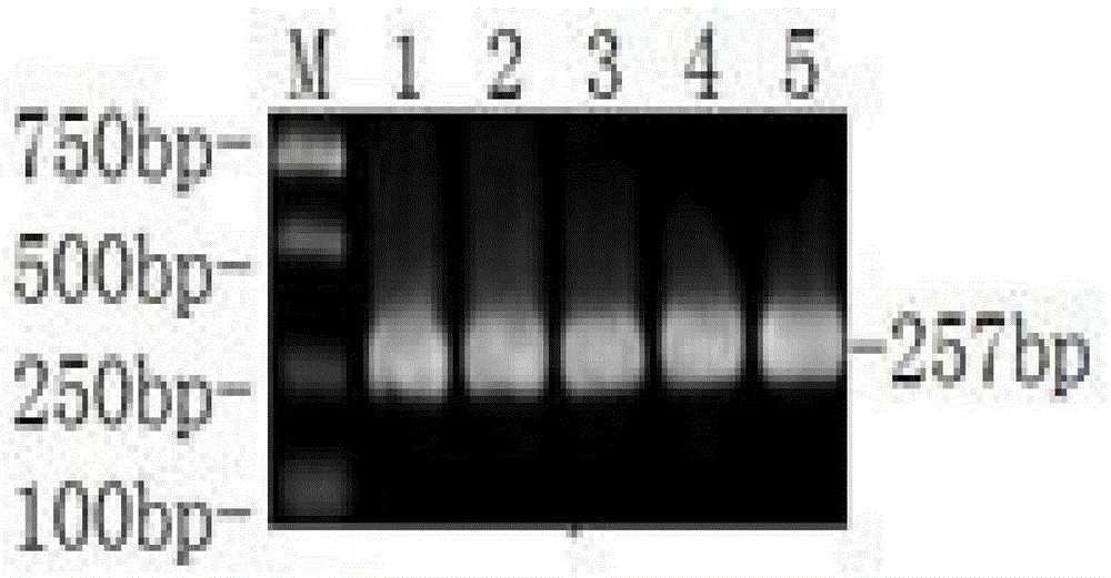 Multiplex-PCR (polymerase chain reaction) kit for detecting six viruses of sheep and goats simultaneously